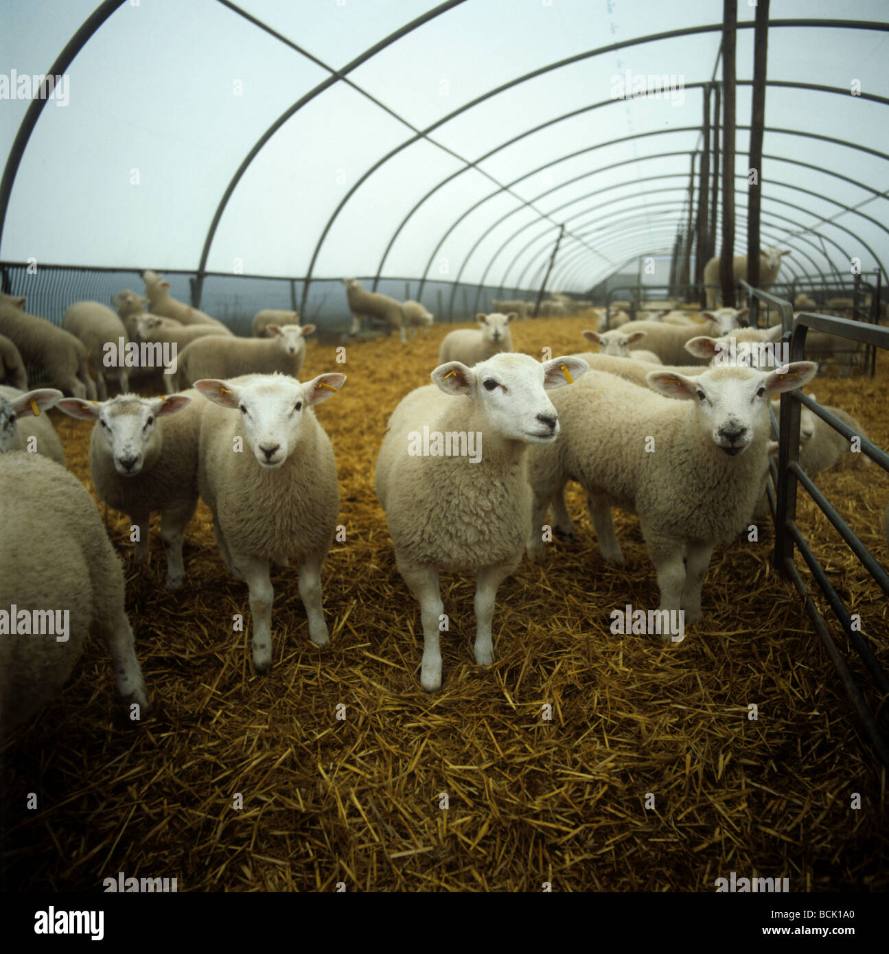 Croce di Texel agnelli in paglia assestati tunnel di politene Herefordshire Foto Stock