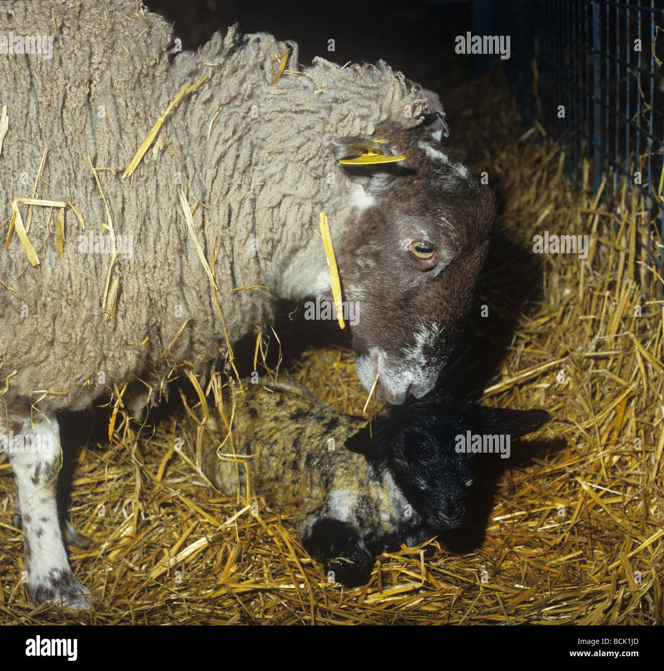 A nord di Inghilterra mulo pecora pulizia la sua neonata agnello Foto Stock