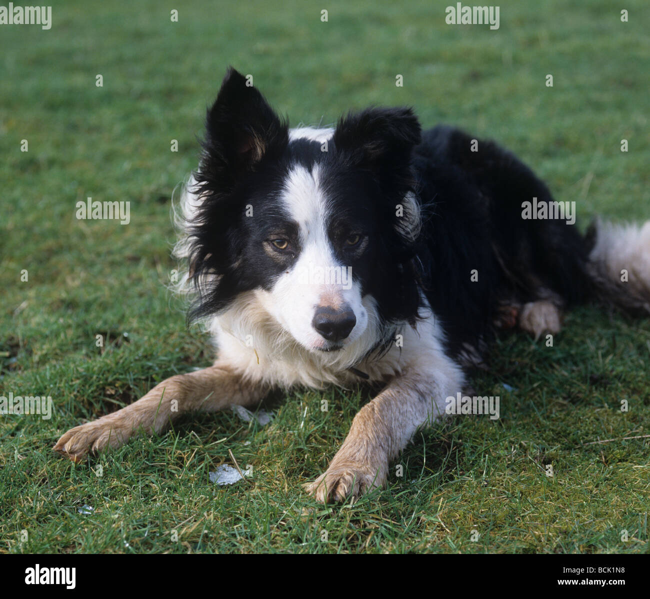2 anno vecchio collie sheep dog Rock Westmorland Cumbria Foto Stock