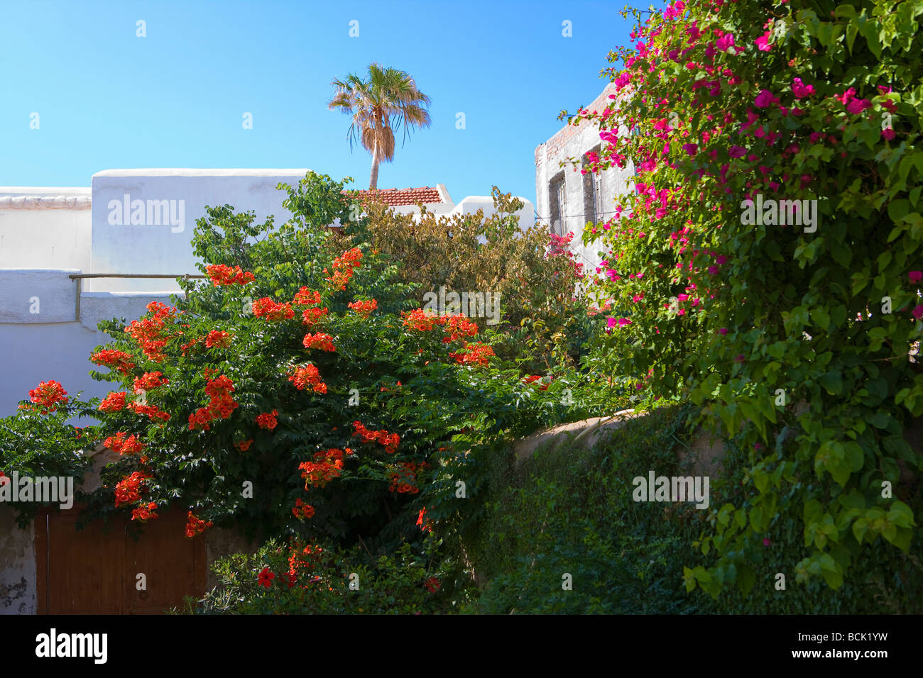 Arbusti fioriti e Palm tree sull'isola di Naxos, Cicladi Grecia Foto Stock