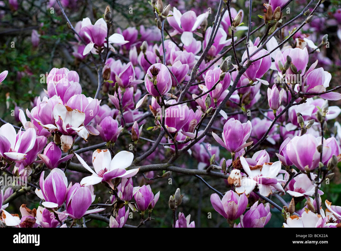 Piattino albero di Magnolia noto anche come Tulip Tree Foto Stock