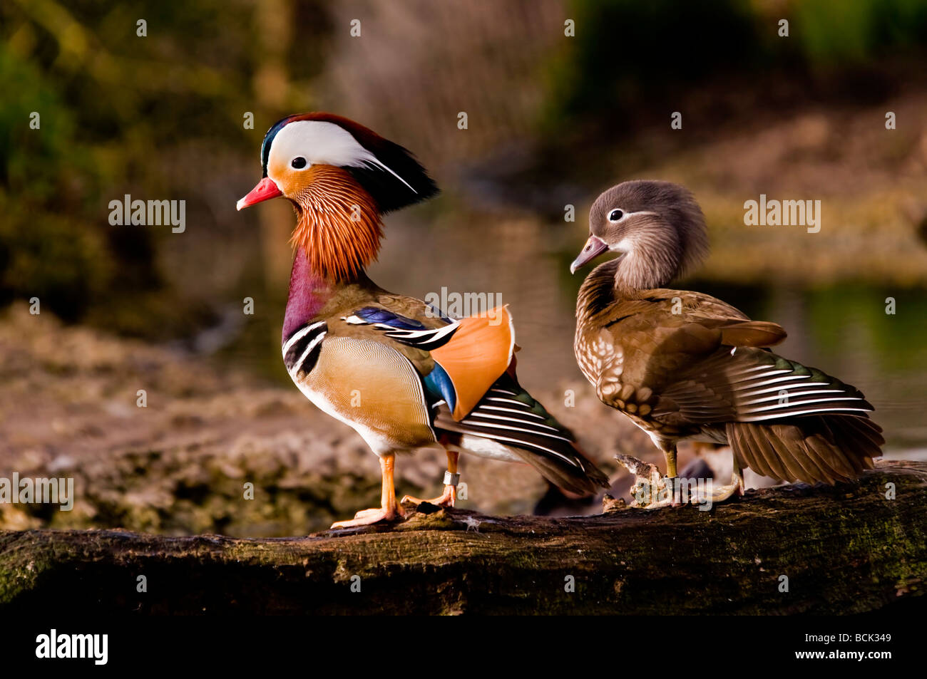 Un paio di anatre mandarine maschili e femminili in piedi insieme sulla riva del fiume (Aix galericulata) Foto Stock