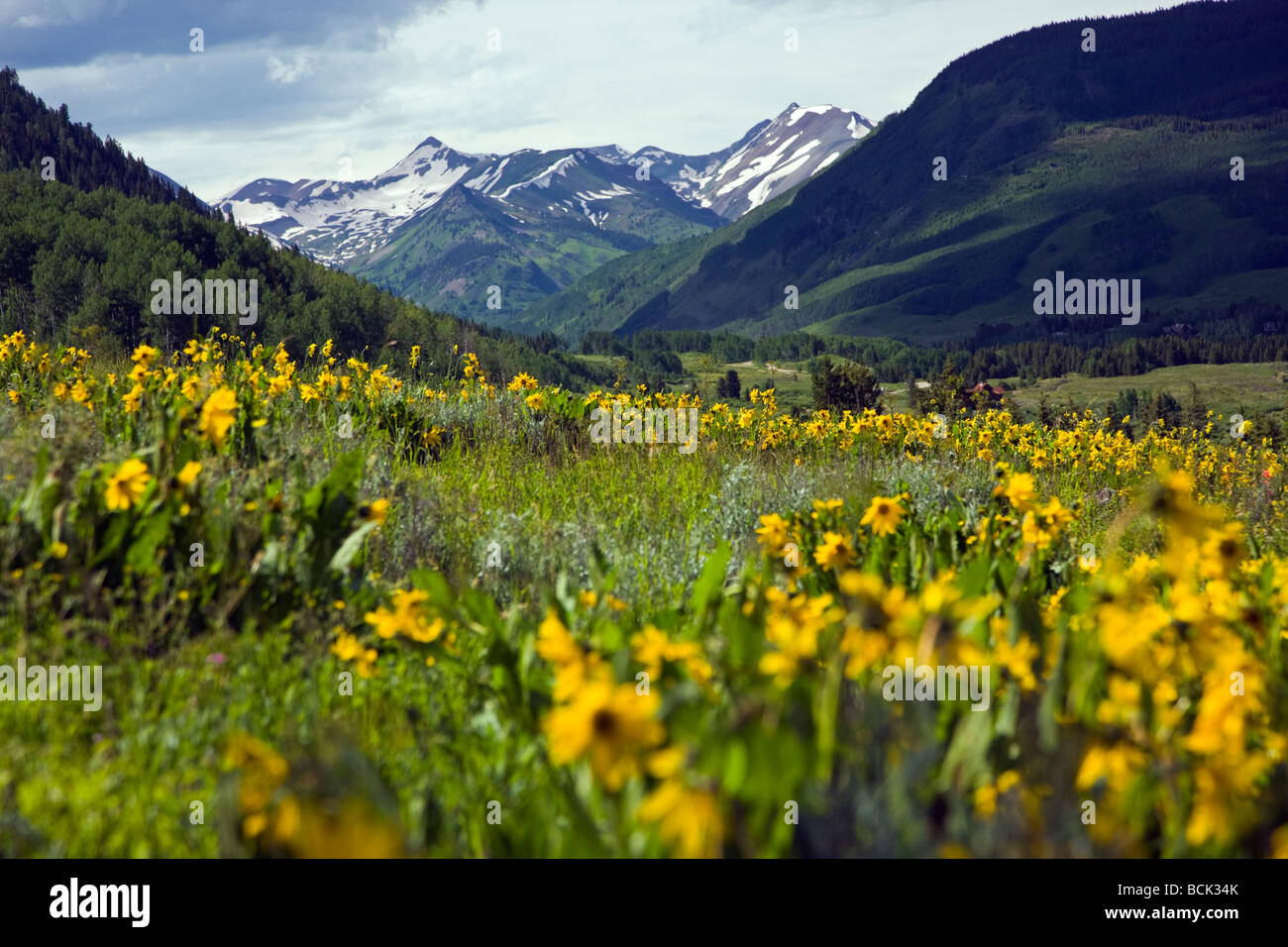 Wyethia arizonica o mulo s orecchie Asteraceae Girasole famiglia crescere in un prato lungo il bosco a piedi il sentiero Crested Butte Colorado Foto Stock