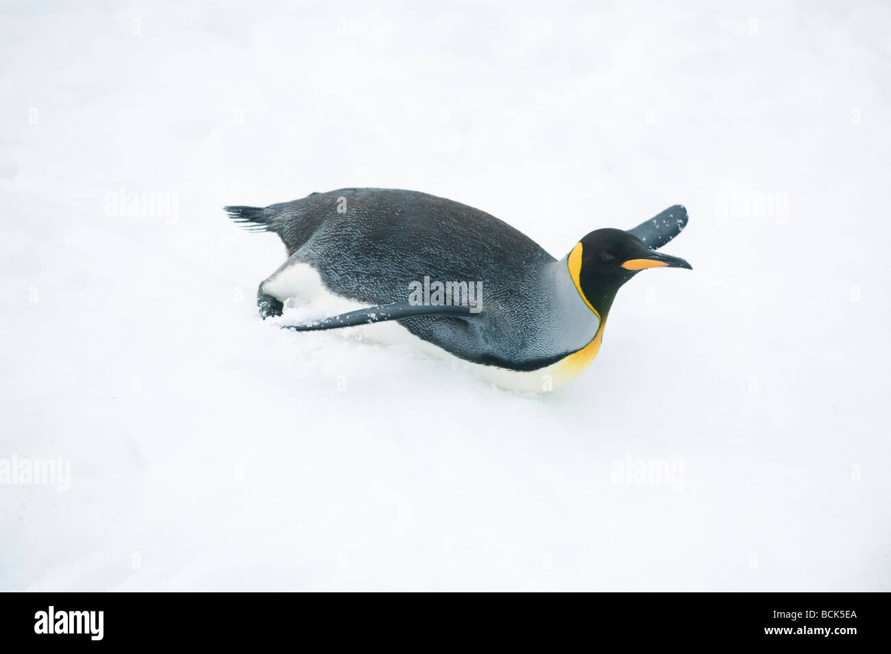 Pinguino reale (Aptenodytes patagonicus) scorrevole verso il basso snowfield, Isola Georgia del Sud Foto Stock