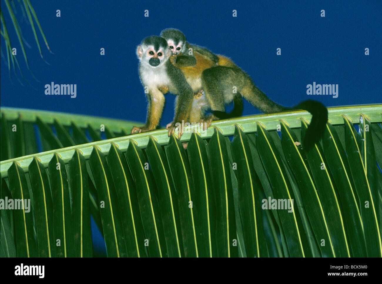 America centrale o rosso-backed Scimmia di scoiattolo (Saimiri oerstedii) Madre con bambino, Parco Nazionale di Manuel Antonio, Costa Rica Foto Stock