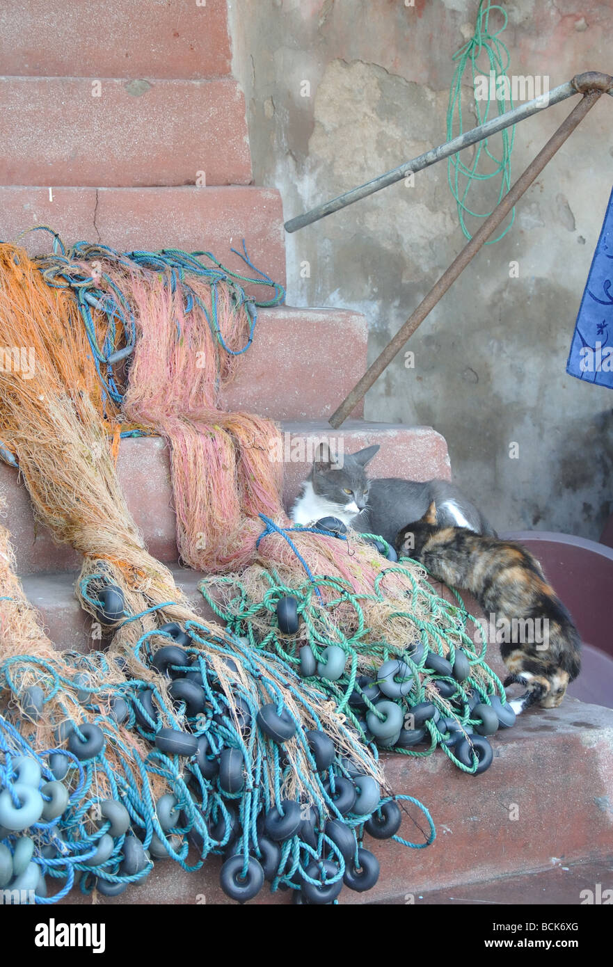 Una madre auto alimentando il suo gattino presso il villaggio di Anadolu Kavagi sul Bosforo nei pressi di Istanbul, Turchia Foto Stock
