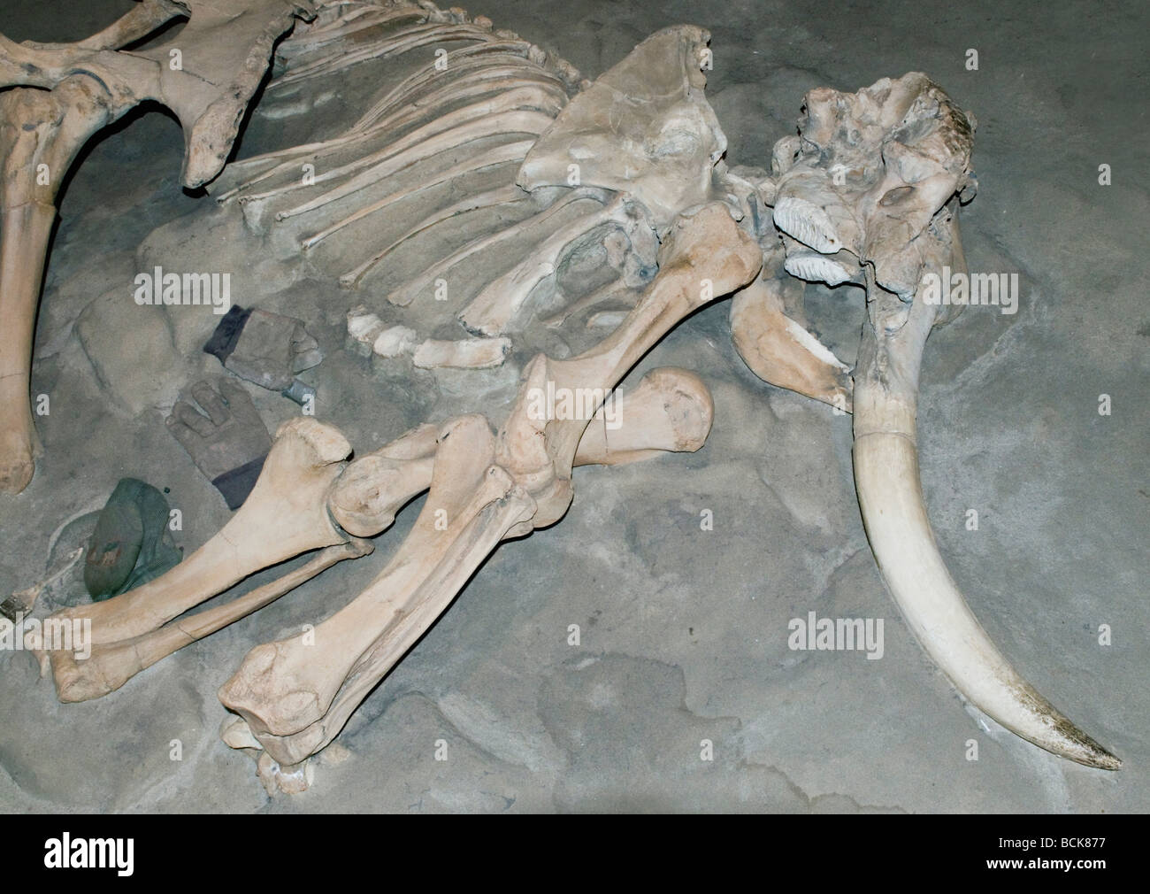 Pigmeo o nelle isole del Canale di Mammoth (Mammuthus exilis) fonti fossili del Pleistocene estinto mammifero, Isole del Canale, California Foto Stock