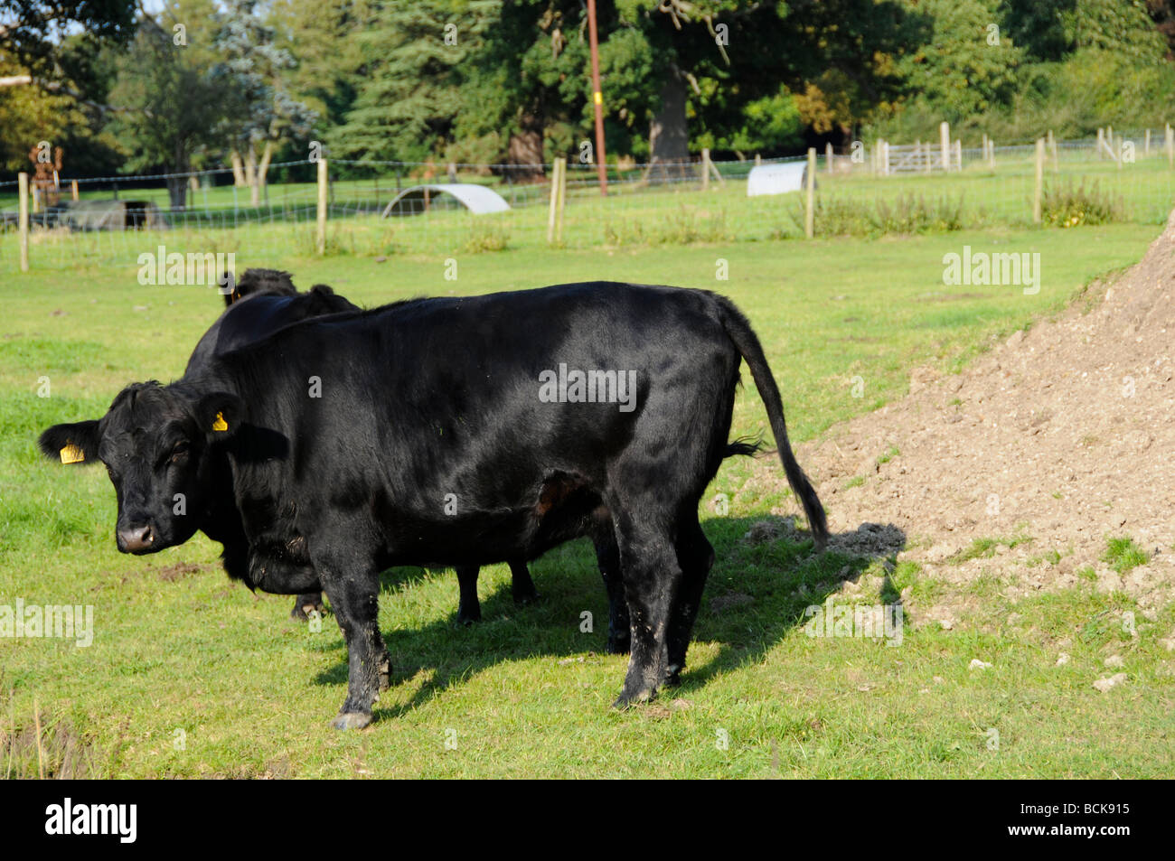Dexter le mucche al pascolo , REGNO UNITO Foto Stock