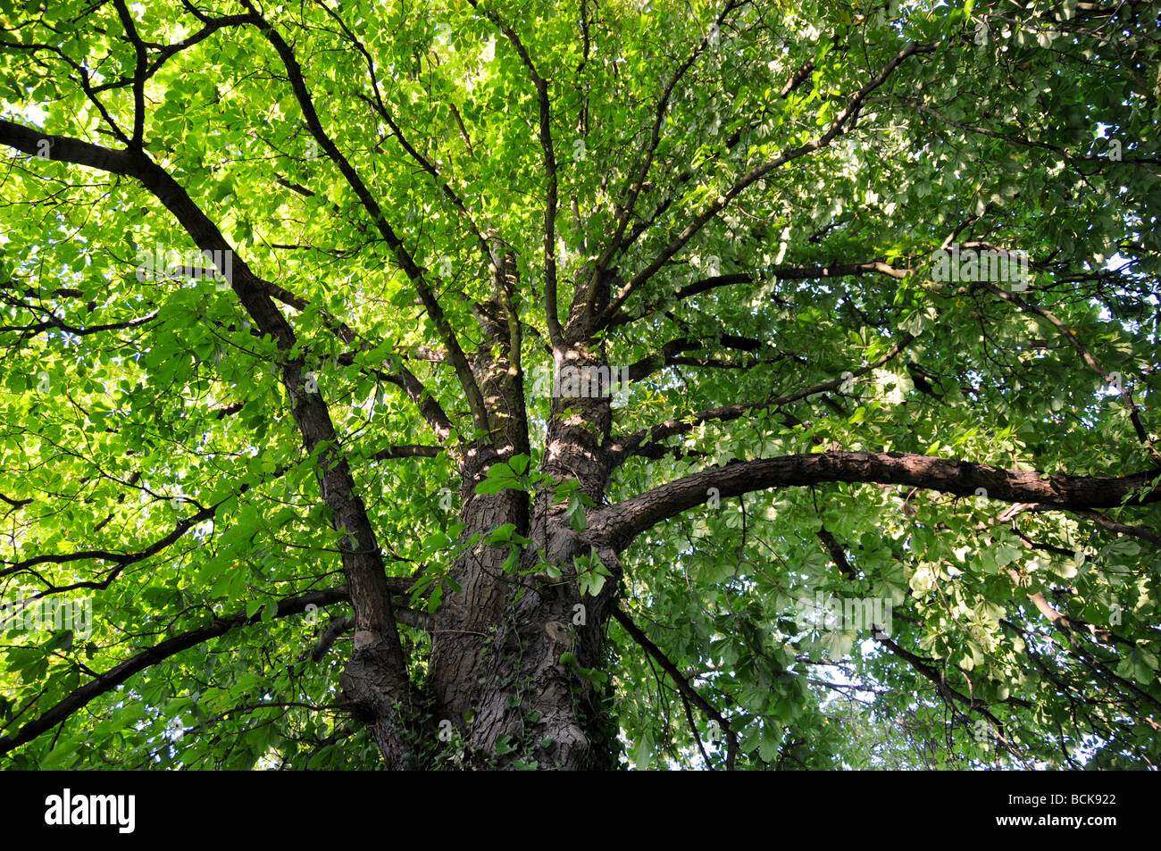 I rami degli alberi nella campagna inglese Foto Stock