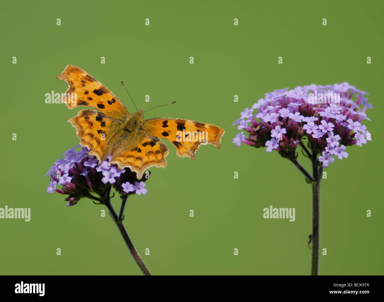 Una virgola butterfly (Polygonia c-album, Nymphalis c-album) con alette aperte che mostra segni di colore arancione si nutre di Verbena bonariensis Foto Stock