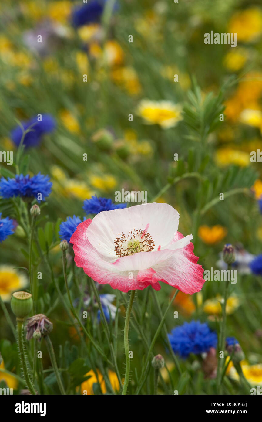 Semi di papavero, Papaver rhoeas e fiori selvatici nella campagna inglese. Inghilterra Foto Stock