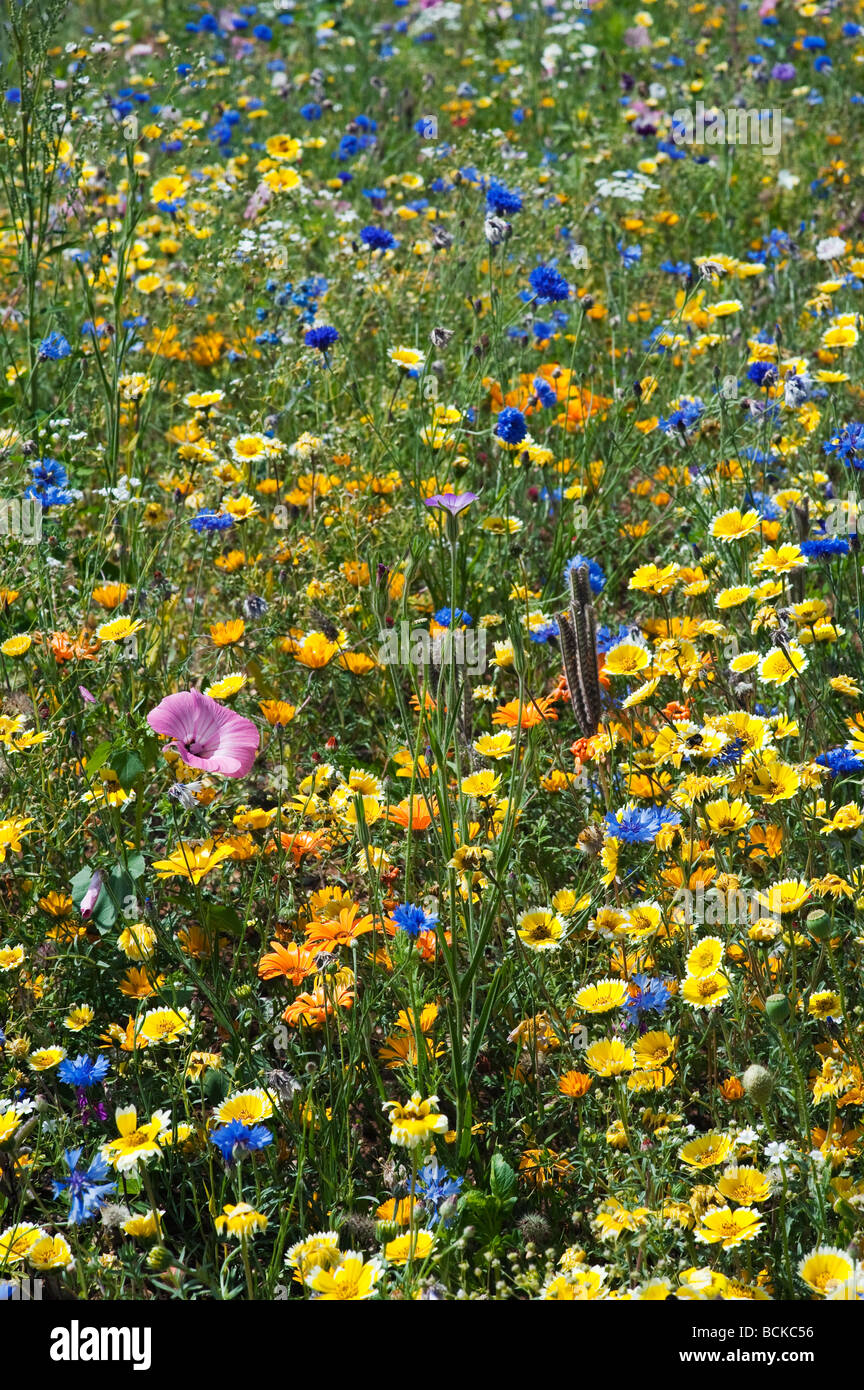 Fiori Selvatici nella campagna inglese. Inghilterra Foto Stock