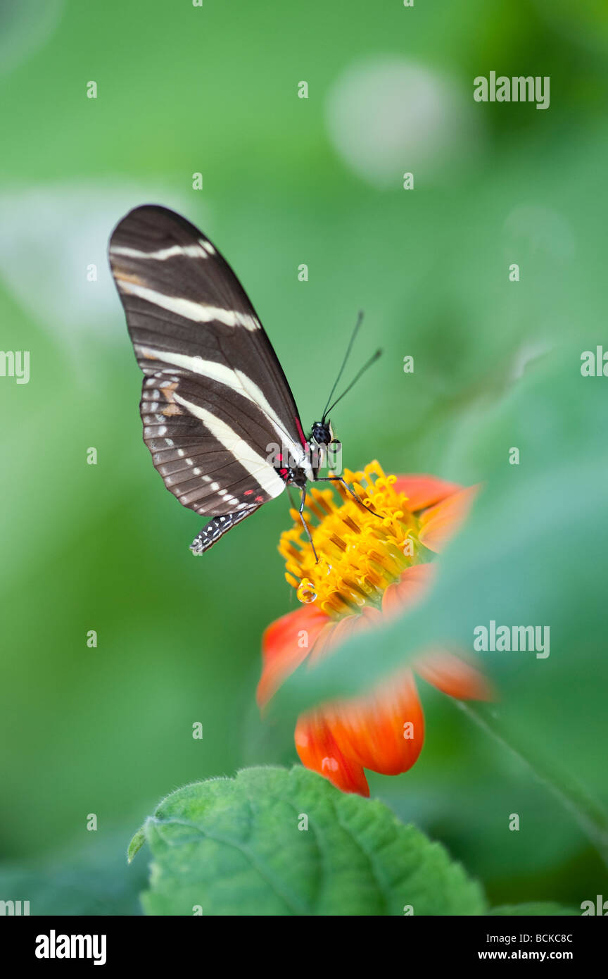 Heliconius Charithonia Zebra Longwing Farfalla In Un Inglese Un Allevamento Di Farfalle Regno Unito Foto Stock Alamy