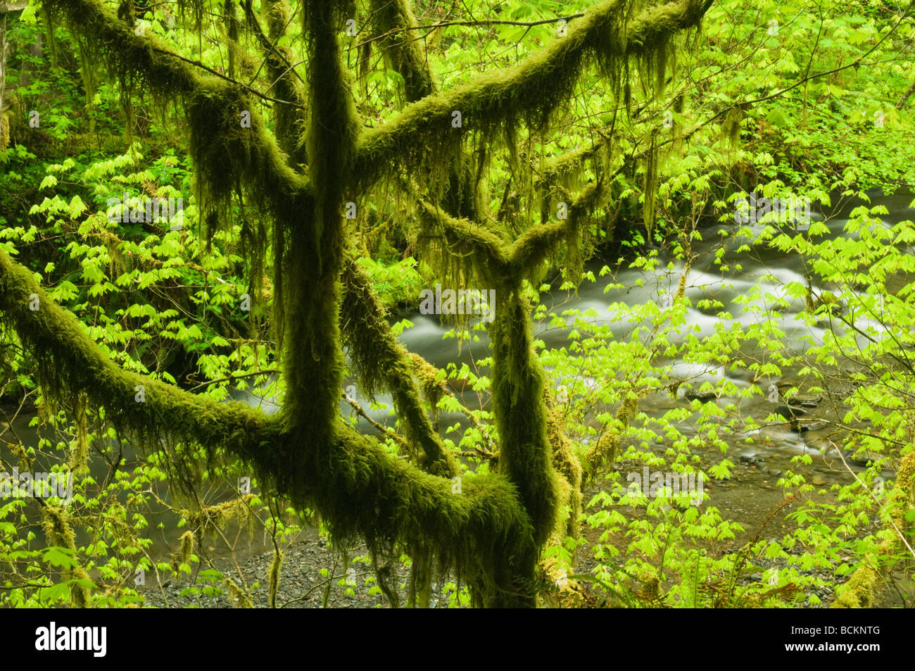 La foresta pluviale temperata, Hoh River Valley, il Parco Nazionale di Olympic, Washington, Stati Uniti d'America Foto Stock