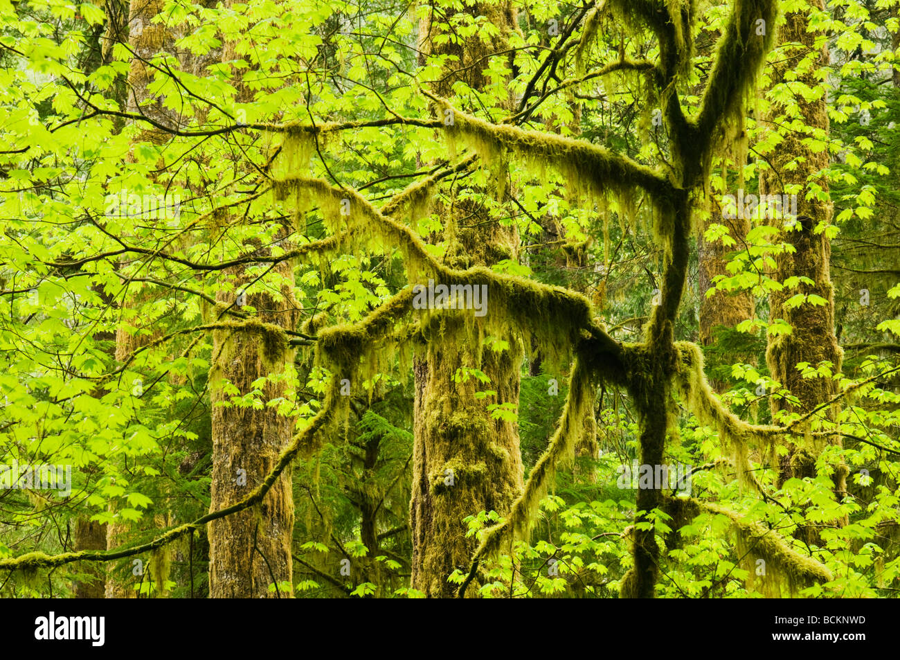 La foresta pluviale temperata, Hoh River Valley, il Parco Nazionale di Olympic, Washington, Stati Uniti d'America Foto Stock