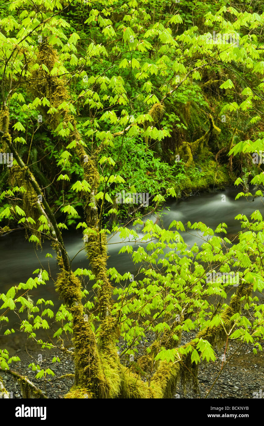 La foresta pluviale temperata, Hoh River Valley, il Parco Nazionale di Olympic, Washington, Stati Uniti d'America Foto Stock