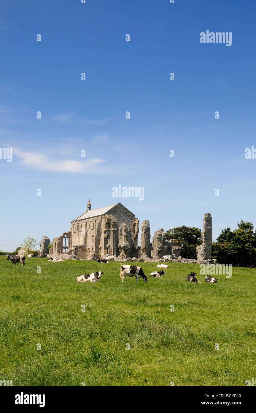 Binham Priory con caseificio bestiame Frisone in primo piano UK Giugno Foto Stock