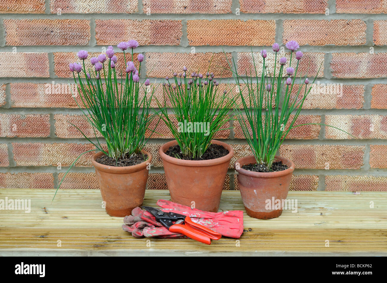 Giardino ancora vita giardino di erba cipollina in vasi di terracotta collocati decking contro il muro di casa UK potrebbe Foto Stock