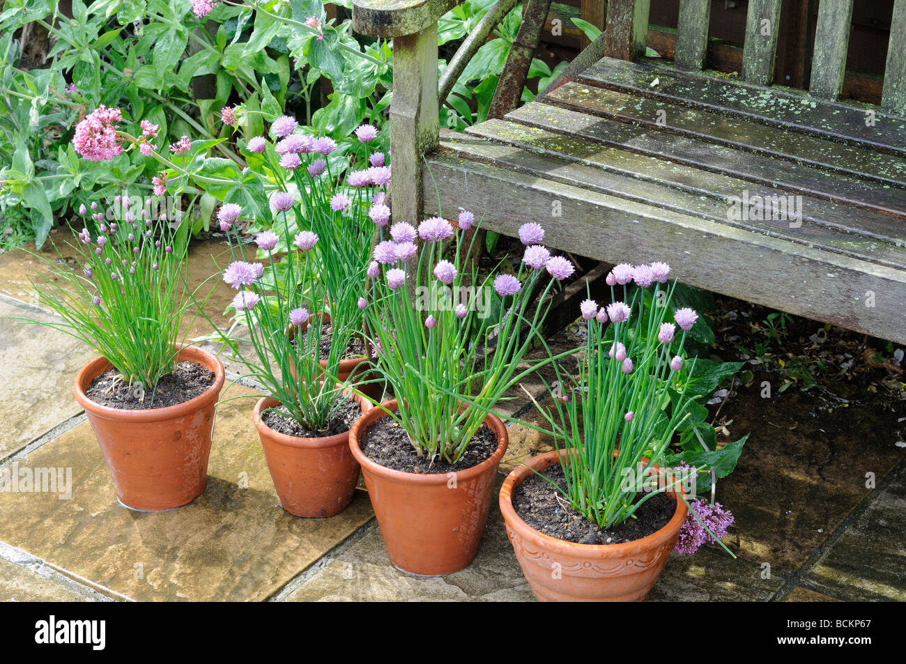 Giardino ancora vita giardino di erba cipollina in vasi di terracotta collocati intorno al giardino rustico sede sul patio UK potrebbe Foto Stock