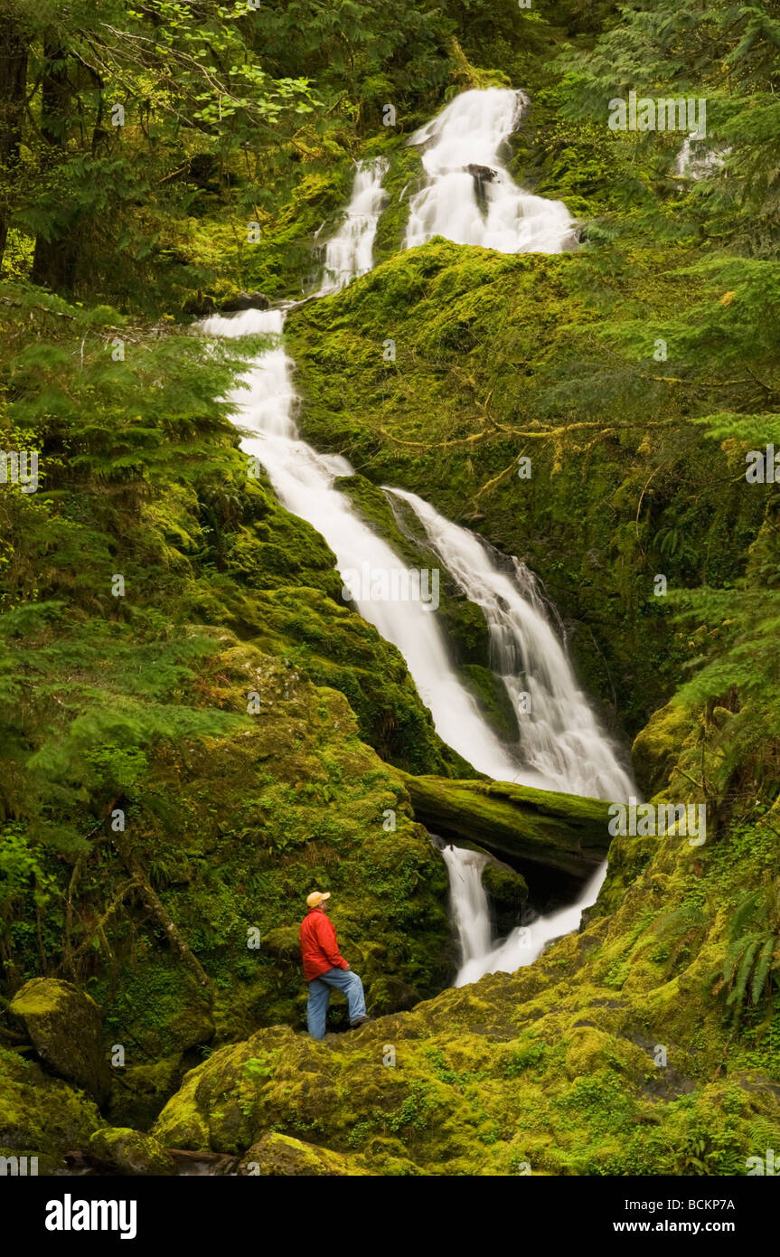 Mazzetto Creek Falls, il Parco Nazionale di Olympic, WA, Quinault River Valley, foreste pluviali temperate, può Foto Stock