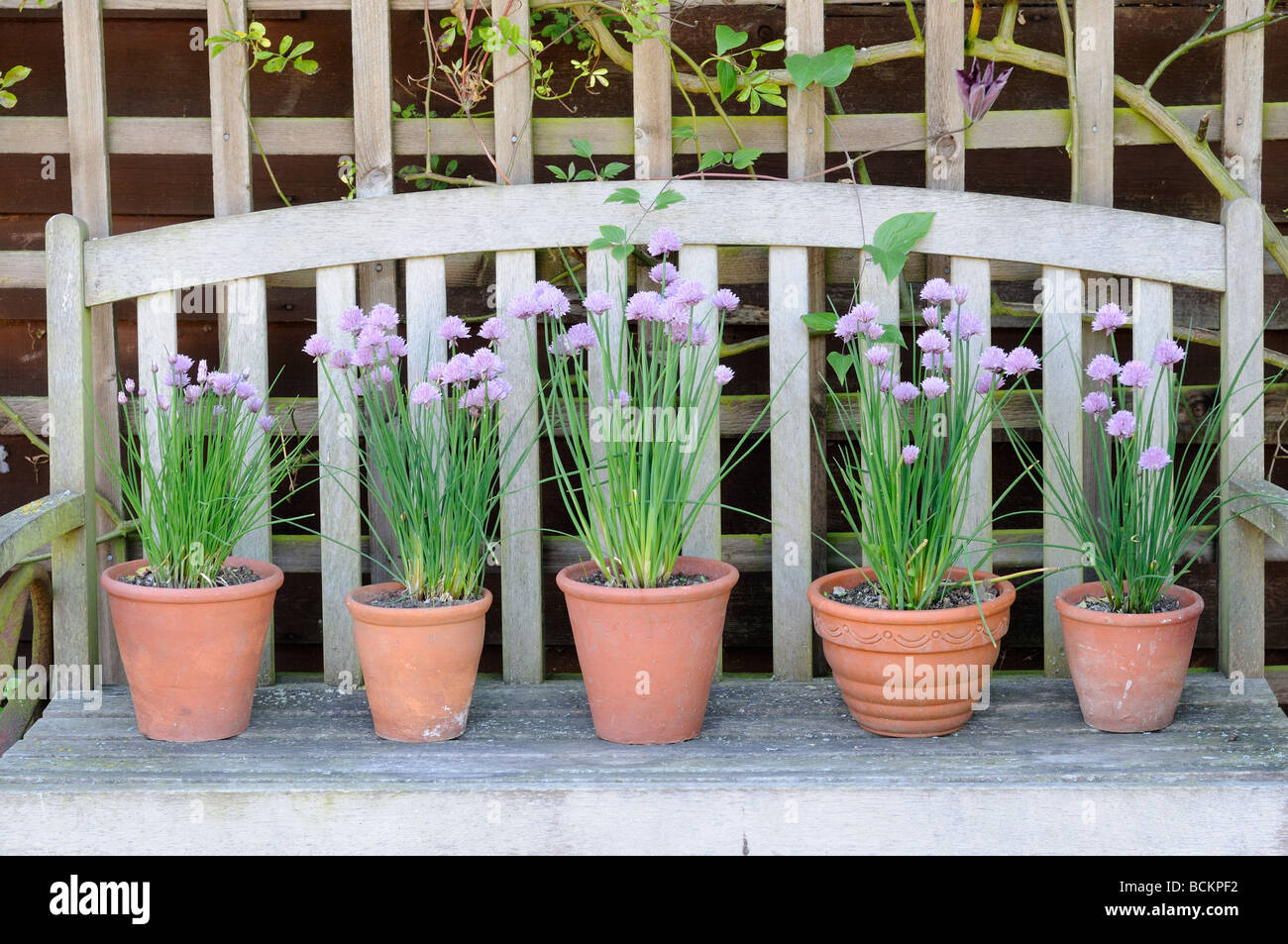 Giardino ancora vita giardino di erba cipollina in vasi di terracotta collocati sul giardino in legno seat UK possono Foto Stock