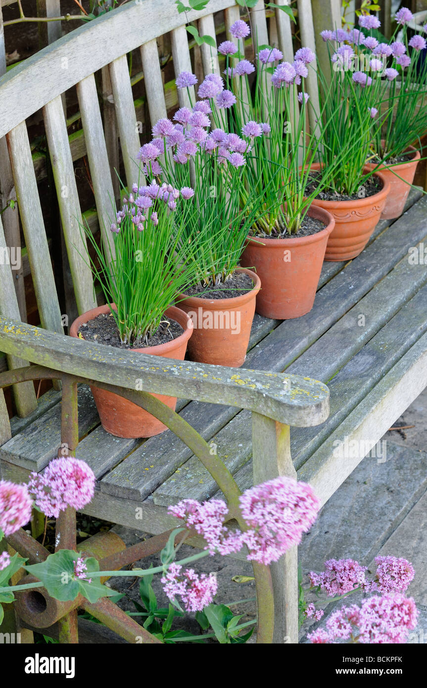 Giardino ancora vita giardino di erba cipollina in vasi di terracotta collocati sul giardino in legno seat UK possono Foto Stock