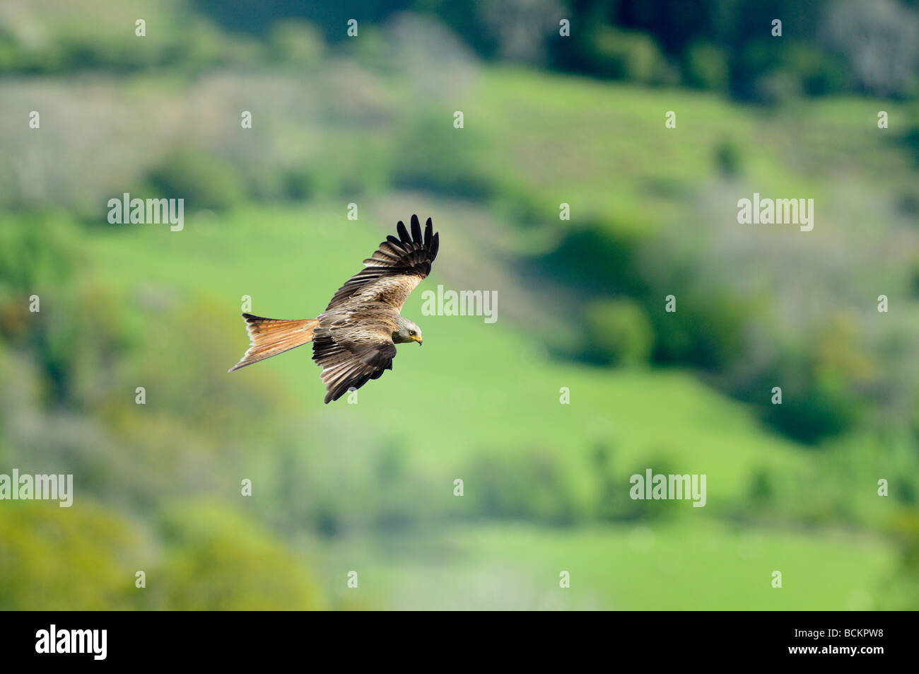 Nibbio reale Milvus milvus in volo sopra il Galles Centrale campagna UK potrebbe Foto Stock