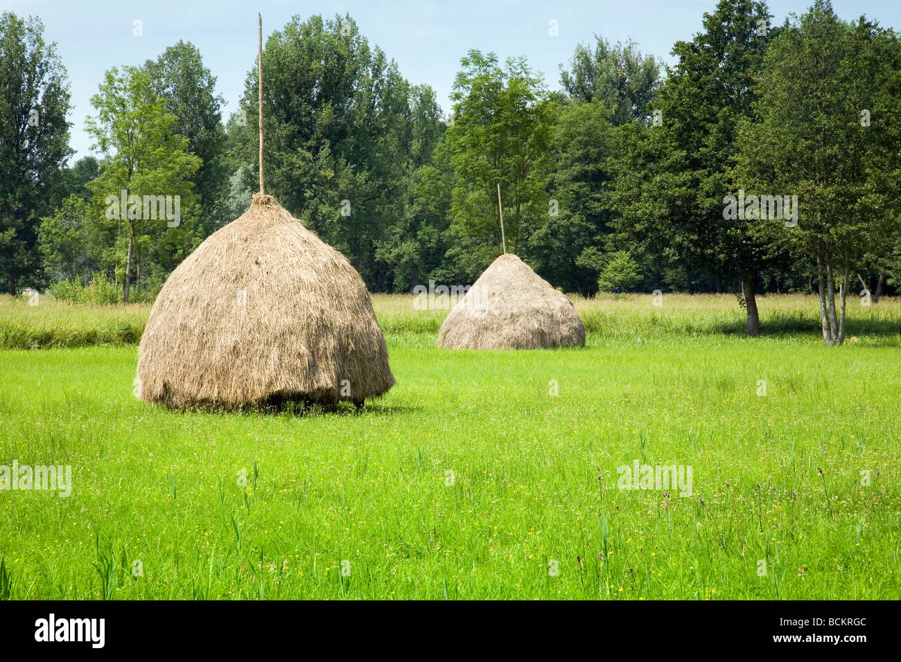 Haystacks vicino Lehde, Spreewald, Brandeburgo, Germania Foto Stock