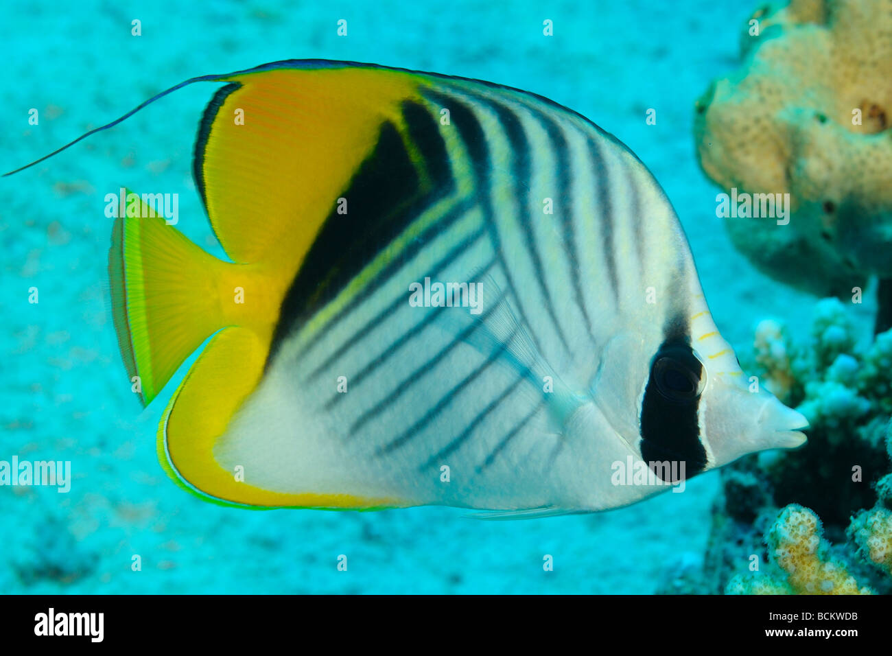 Threadfin butterflyfish off Safaga, Egitto. Foto Stock