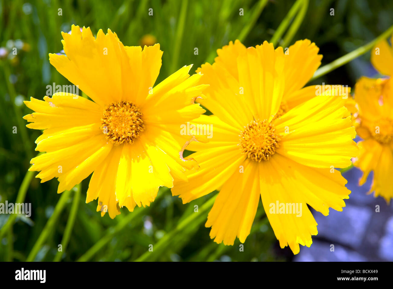 Tickseed Coreopsis asteraceae compositae grandiflora Badengold. Bella giallo oro brillante fiori in piena fioritura. Foto Stock