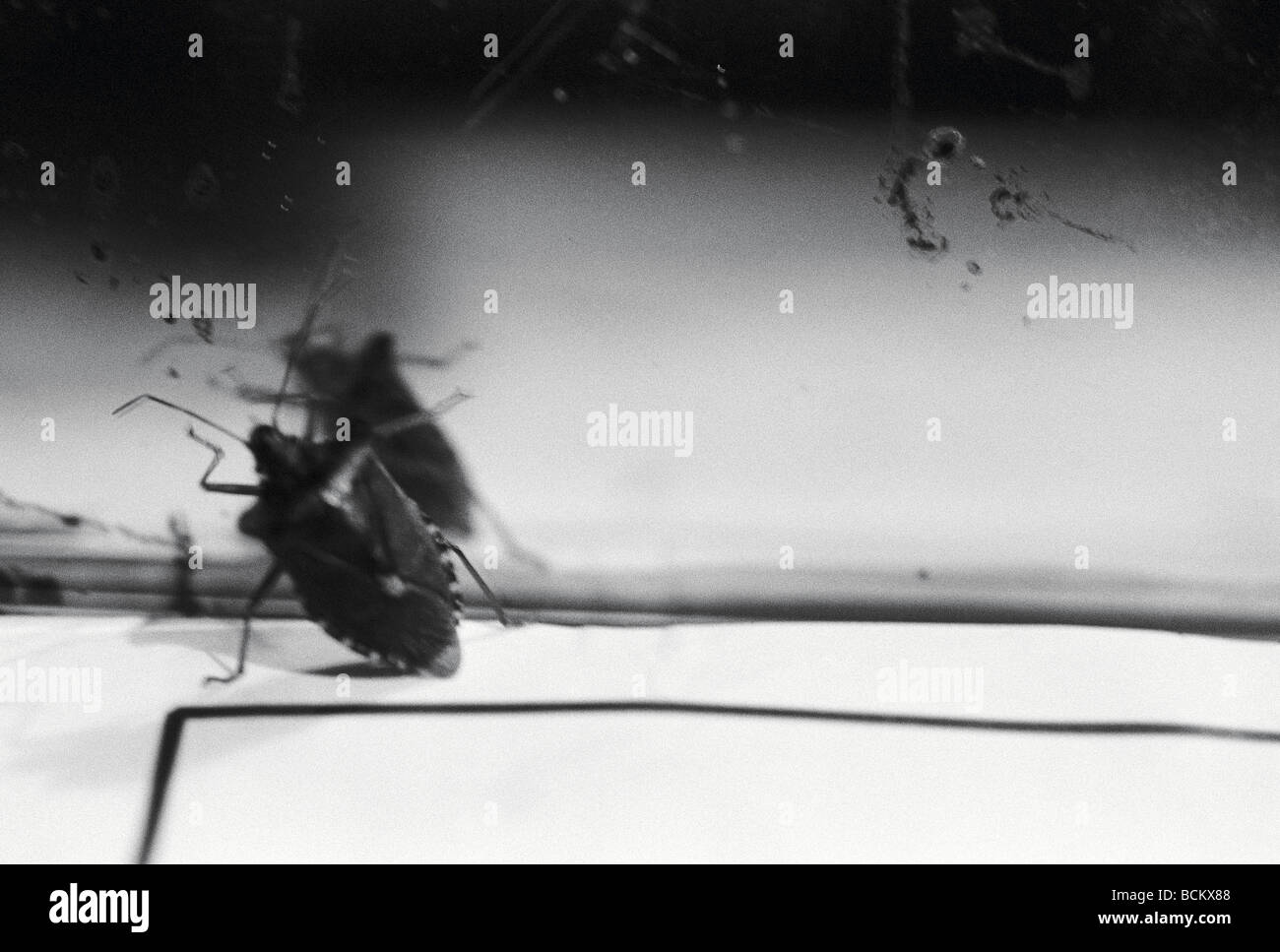 Beetle cercando di salire sul mirror, b&W Foto Stock