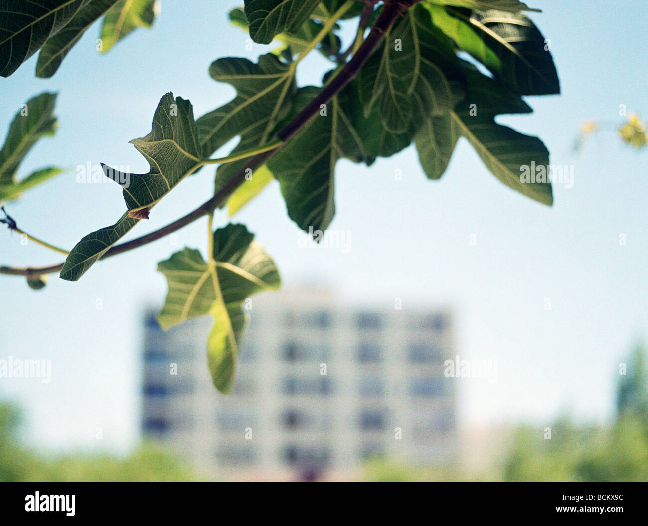 Le foglie e i highrise Foto Stock