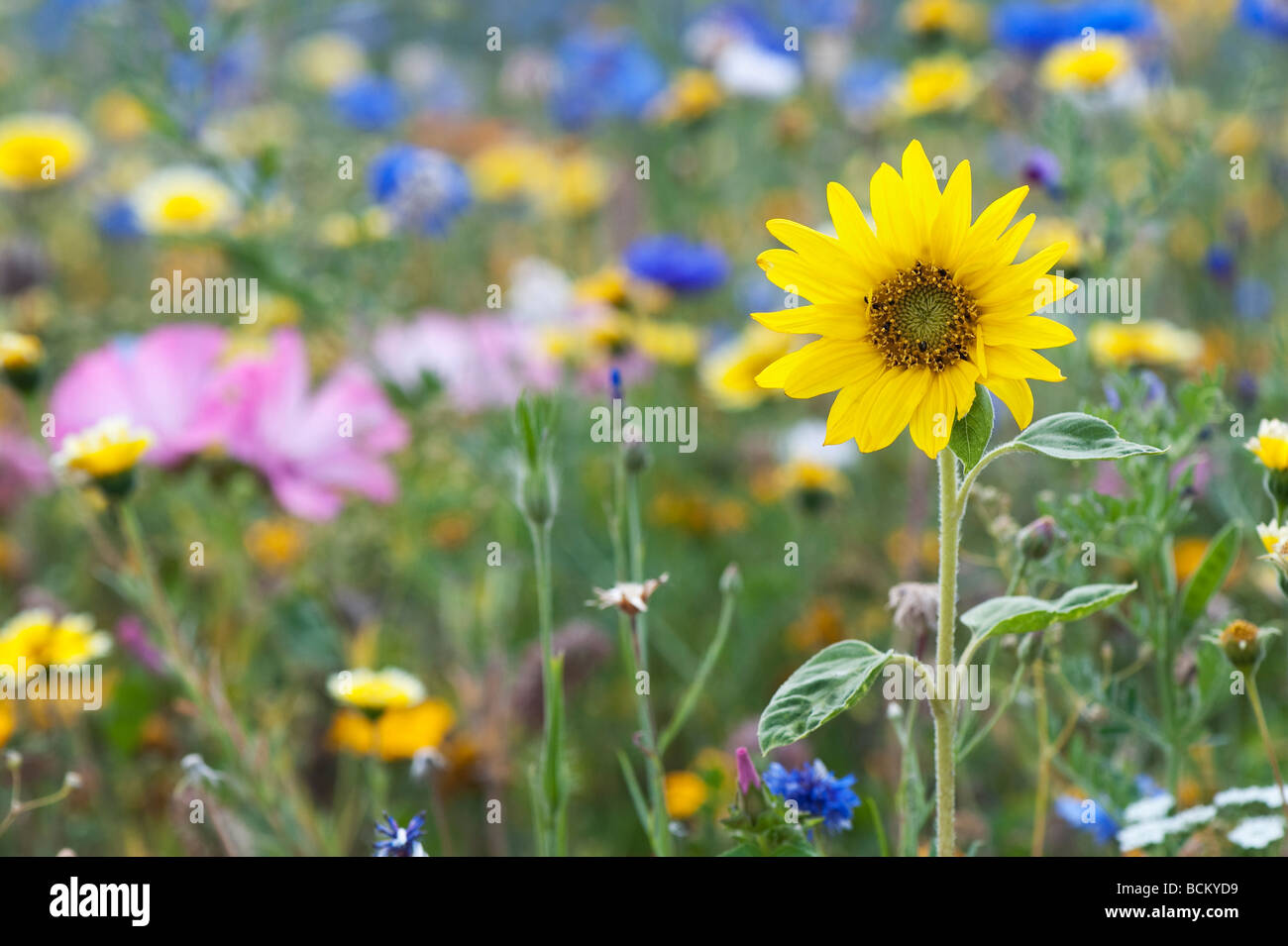 Girasoli e fiori di campo in un giardino inglese. Inghilterra Foto Stock