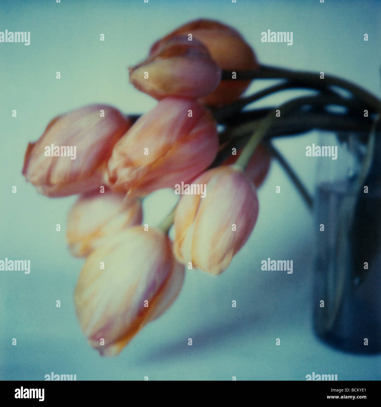 I tulipani in un vaso Foto Stock