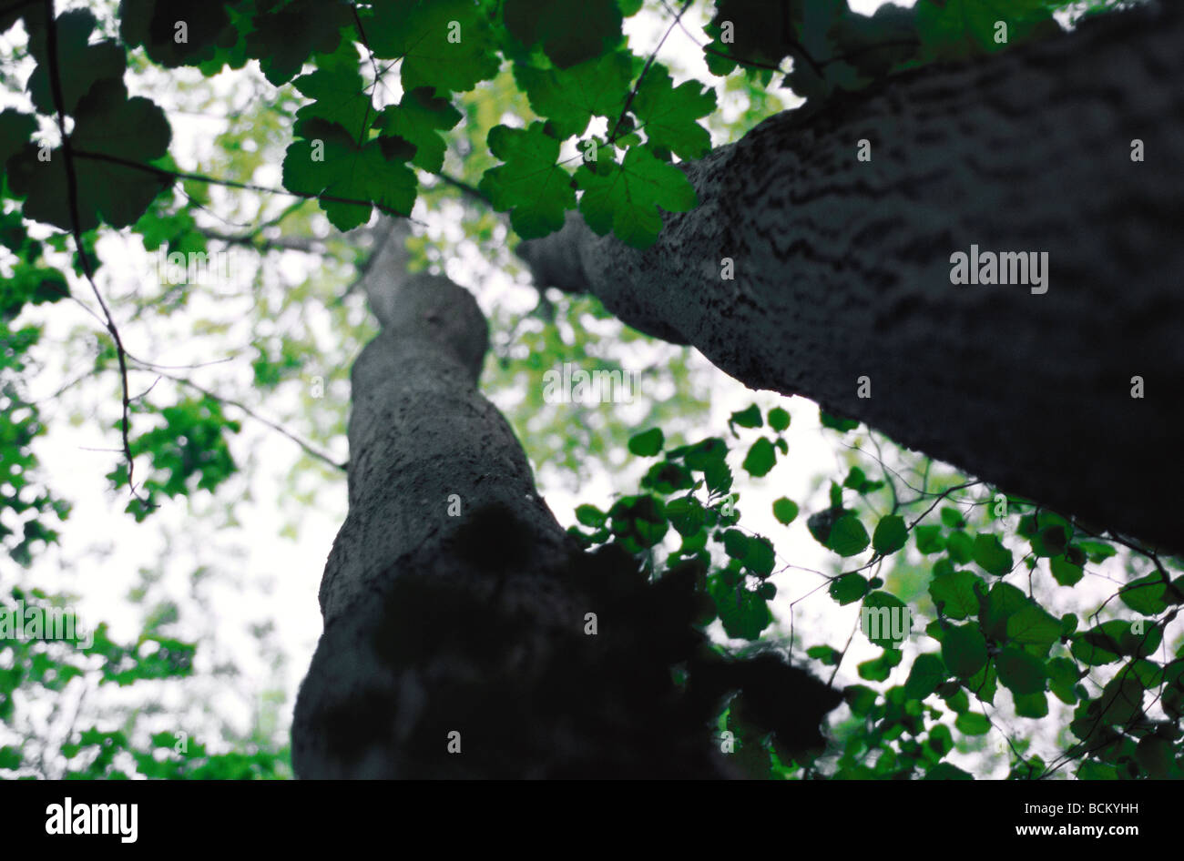 Gli alberi a basso angolo di visione Foto Stock