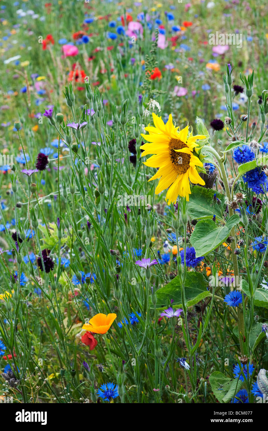 Girasoli e fiori di campo in un giardino inglese. Inghilterra Foto Stock
