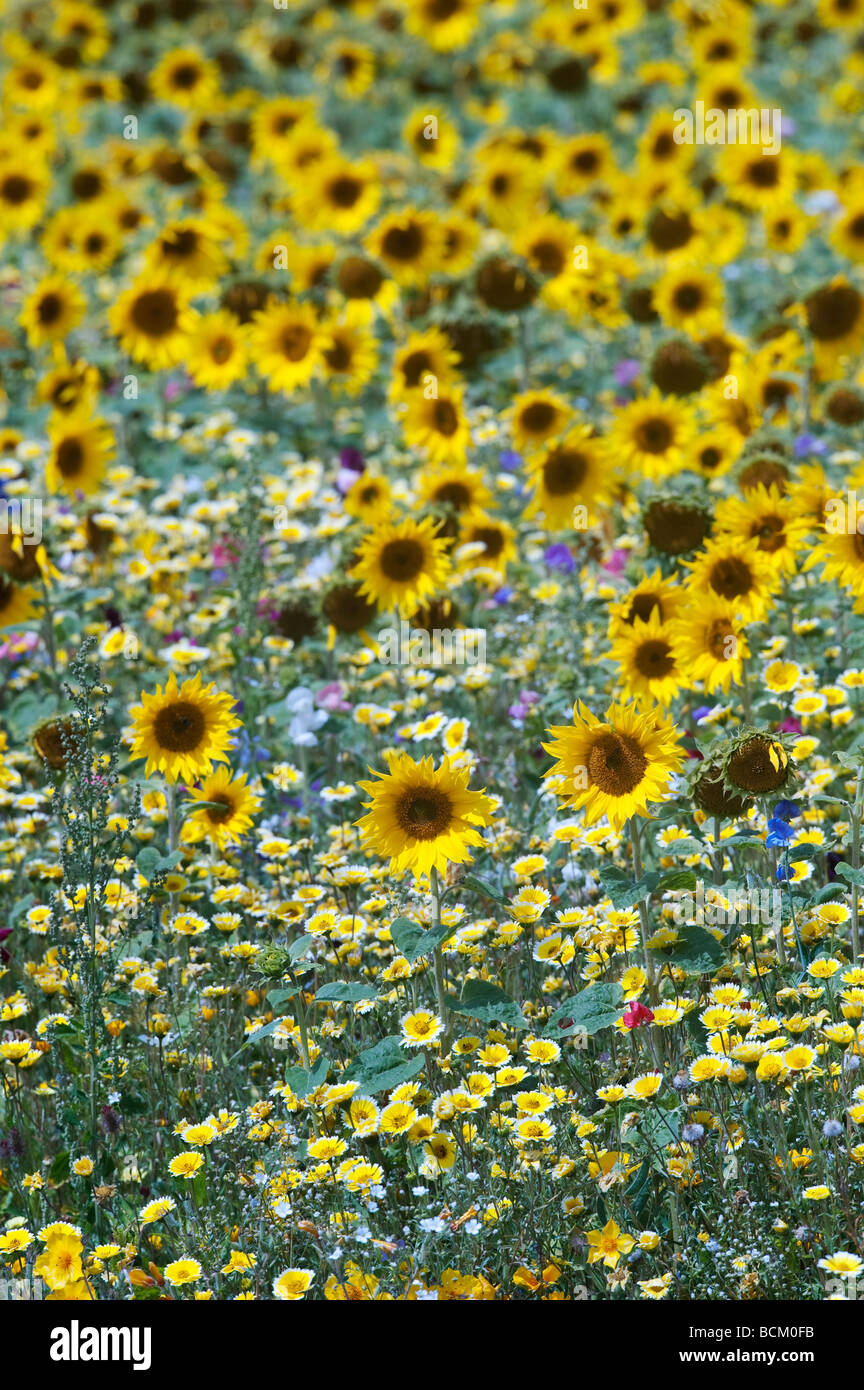 Girasoli e fiori di campo in un giardino inglese. Inghilterra Foto Stock