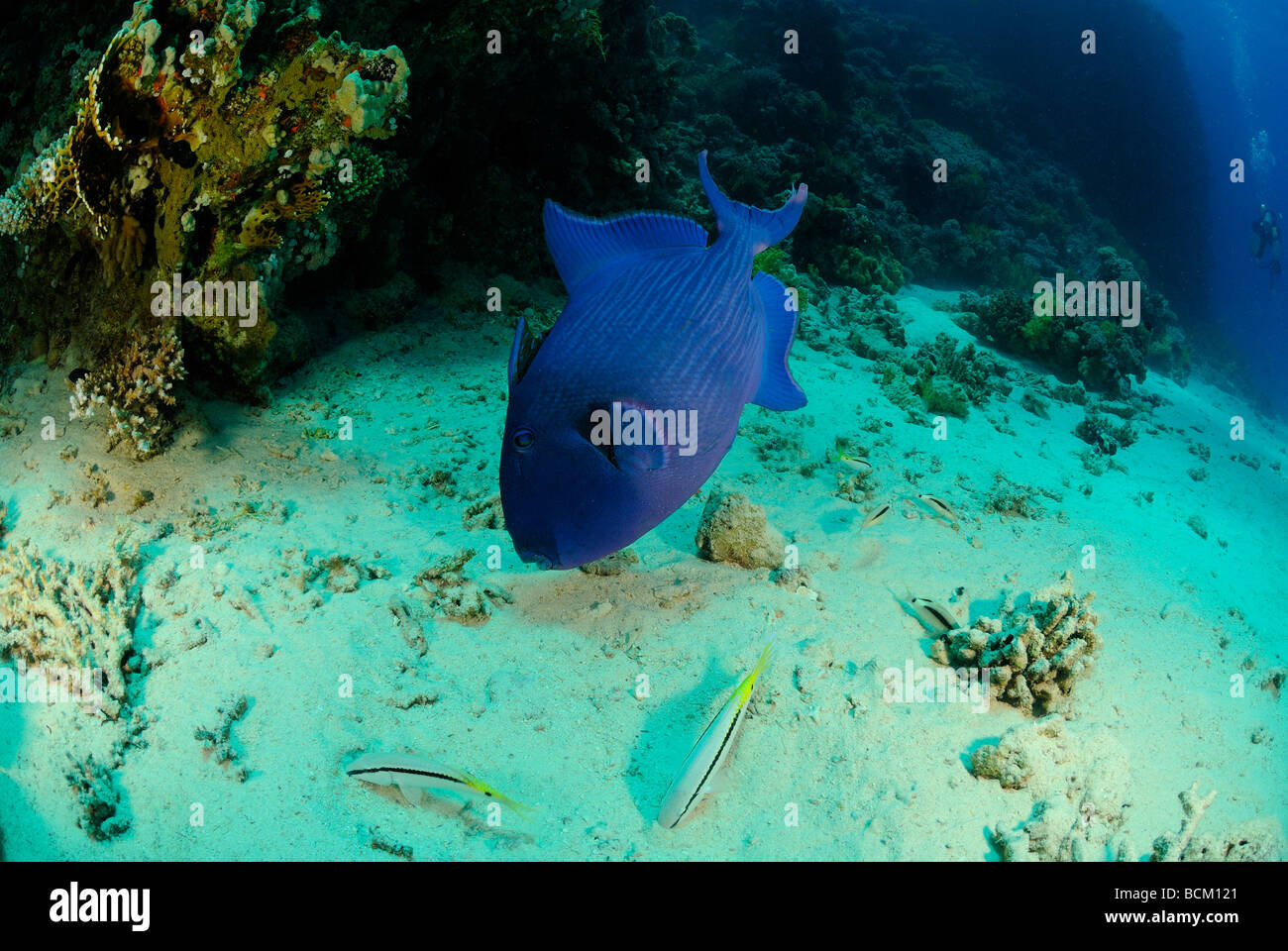 Pesci balestra blu off Hurghada, Egitto. Foto Stock