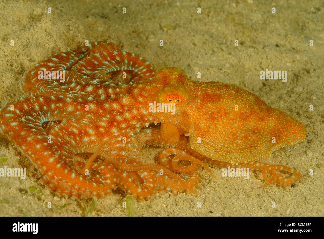 Polpo di erba in movimento sulla sabbia nel Mar Rosso Foto Stock
