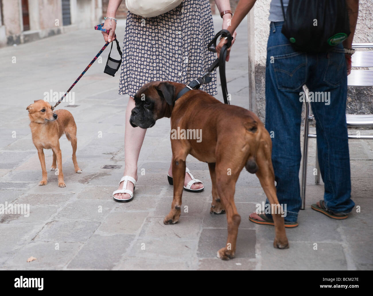 Dogfrontation in una piazza Venezia Foto Stock