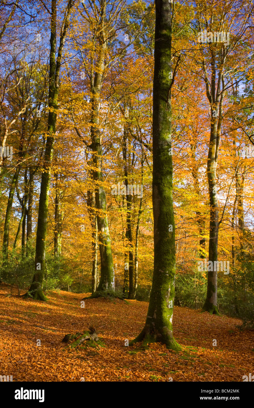 Nuova Foresta Beechtrees nel pomeriggio di sole durante l'autunno Foto Stock