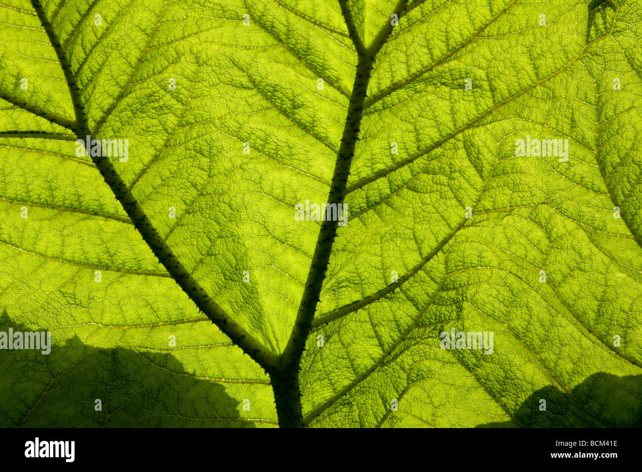 Un back lit Gunnera gigante foglia. Gunnera è uno dei più grandi e spettacolari, architectura Foto Stock