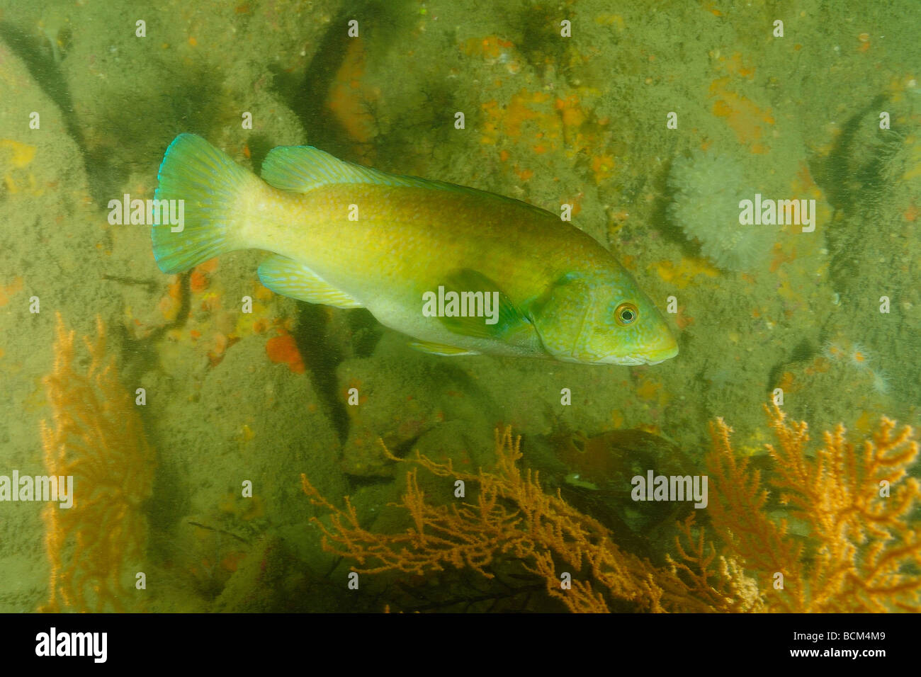 Wrasse pesce nel nord della bretagna Foto Stock