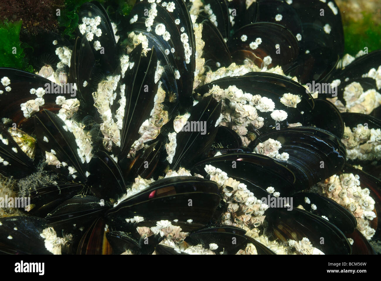 Colonia di cozze comune nel nord della bretagna Foto Stock