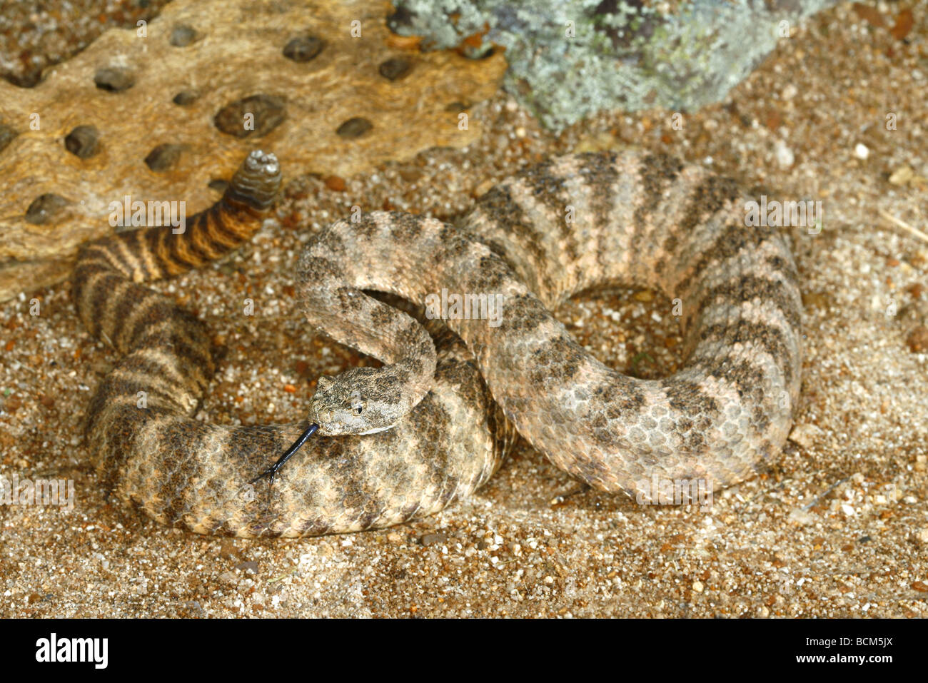 Tiger Rattlesnake Crotalus tigri Tucson Pima County Arizona Stati Uniti 16 luglio adulto dai Viperidi Foto Stock