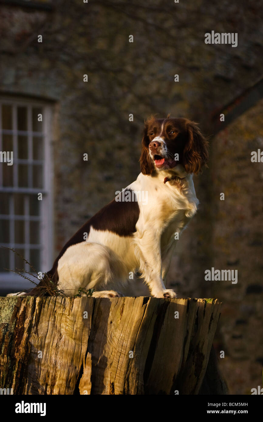 English Springer Spaniel cane ad una Country House Foto Stock