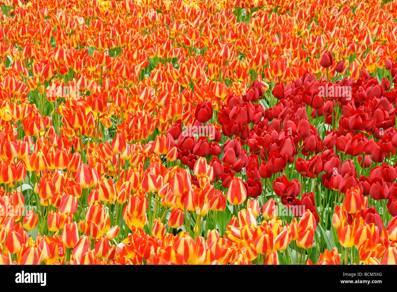 Rosso e arancio tulipani. Giardino Keukenhof Lisse, South Holland, Paesi Bassi. Foto Stock
