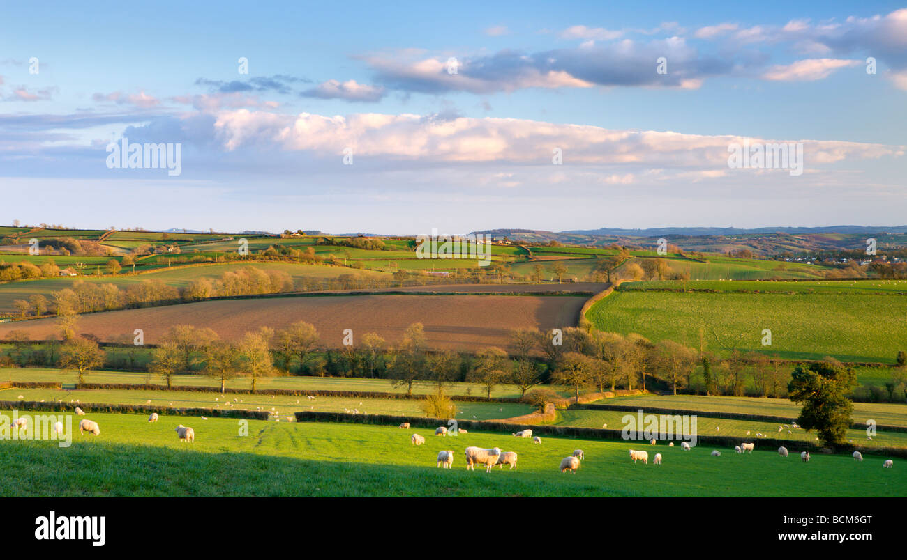 Pecore al pascolo nella laminazione di verdi campi vicino al Vescovo Morchard Devon England Marzo 2009 Foto Stock