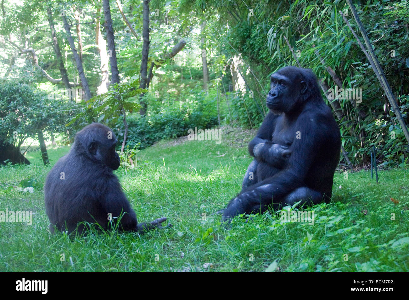 Congo Gorilla di foresta, Bronx Zoo, il Bronx, New York City, Stati Uniti d'America Foto Stock
