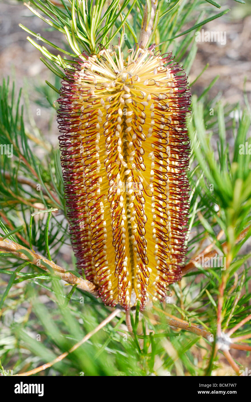 Scovolino australiano pianta nativa Foto Stock